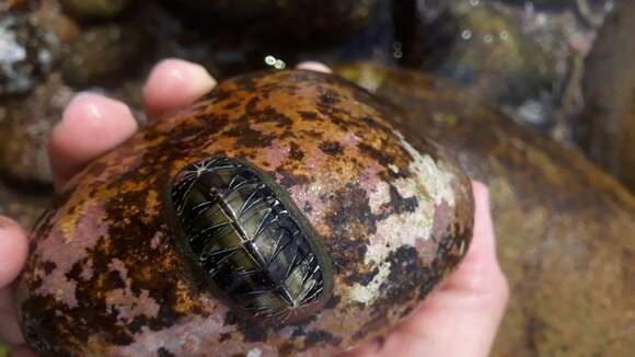 Слика од Chiton albolineatus Broderip & G. B. Sowerby I 1829