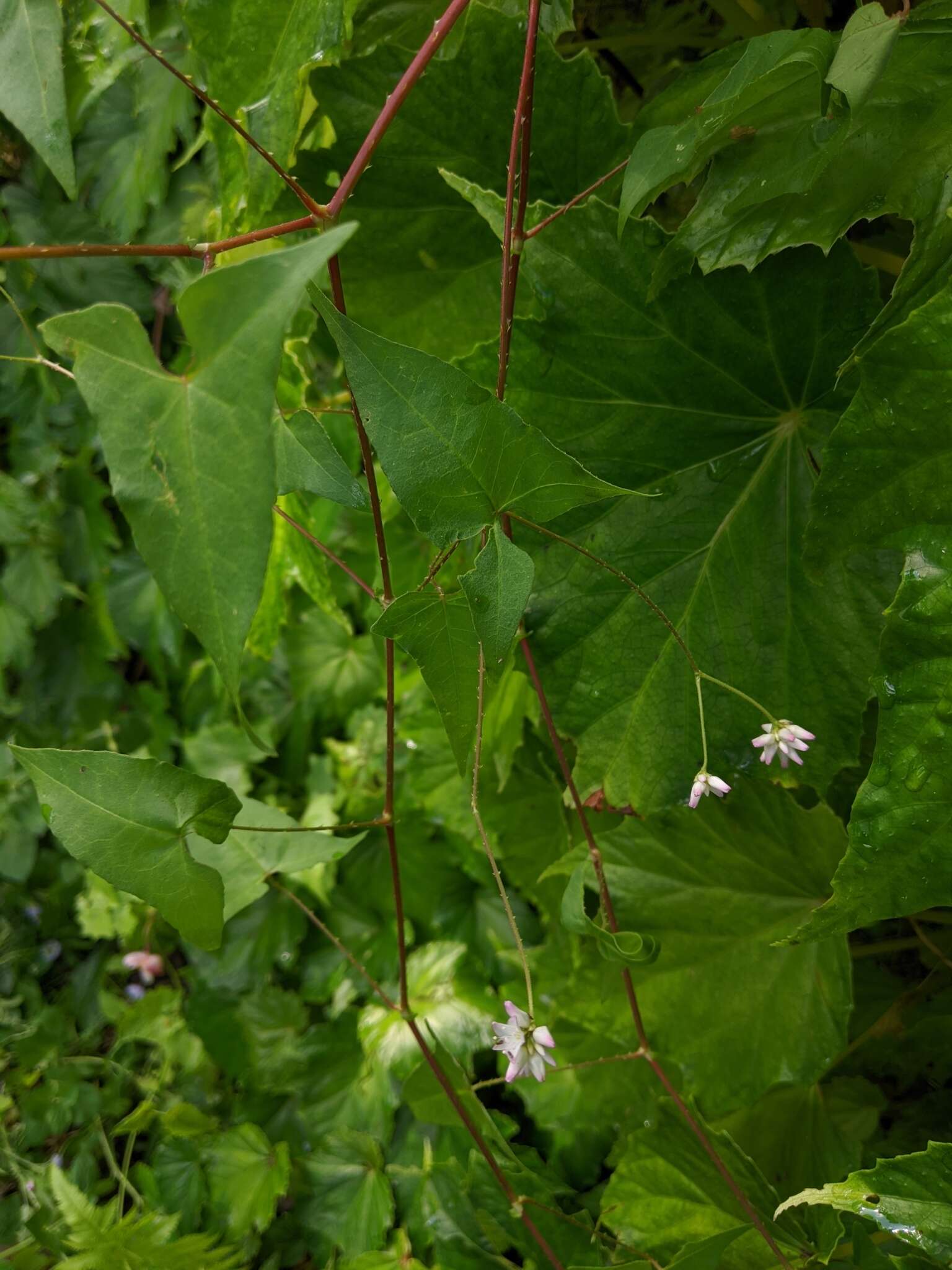 Persicaria senticosa (Meisn.) H. Gross的圖片