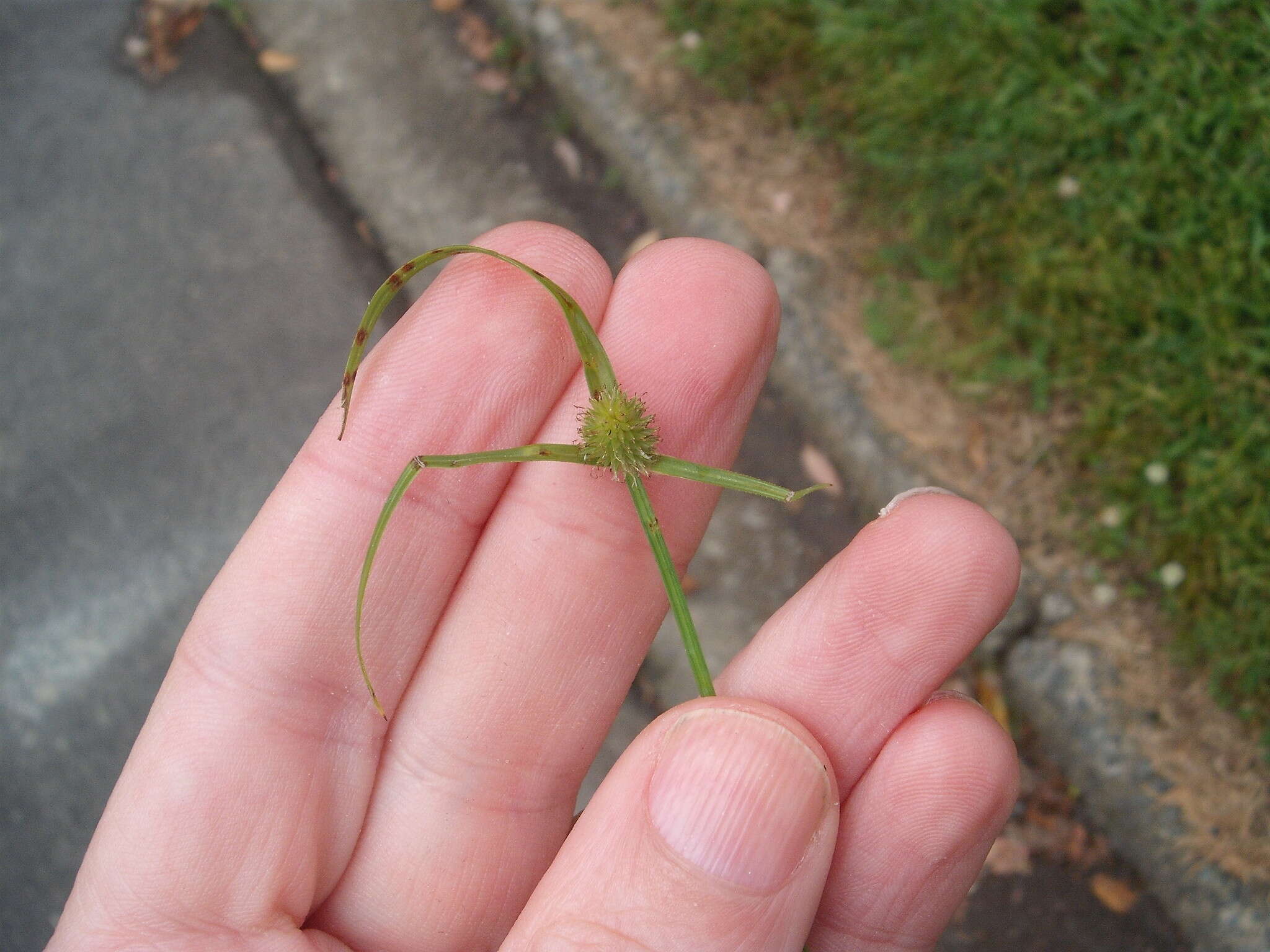 Слика од Cyperus brevifolius (Rottb.) Hassk.