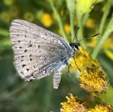 Image of Behrs Hairstreak