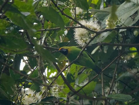 Слика од Chloropsis aurifrons (Temminck 1829)