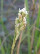 Sivun Zeuxine africana Rchb. fil. kuva