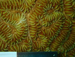Image of Maze Coral