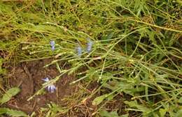 Image of Cichorium intybus subsp. intybus