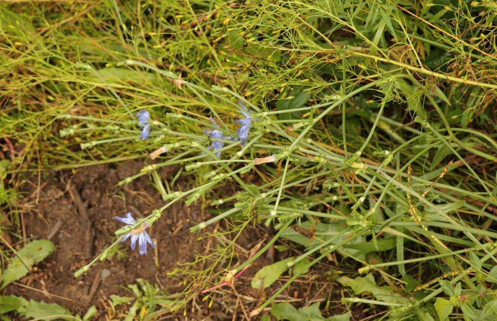 صورة Cichorium intybus subsp. intybus