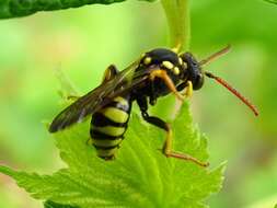 Image of Nomada succincta Panzer 1798