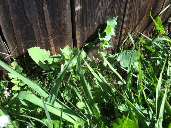 Image of common sowthistle