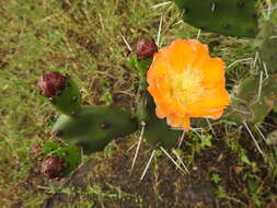 Opuntia rioplatense的圖片