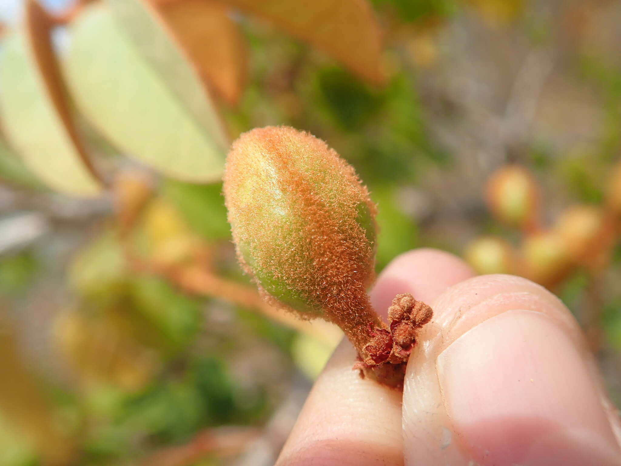 Image of Connarus suberosus Planch.