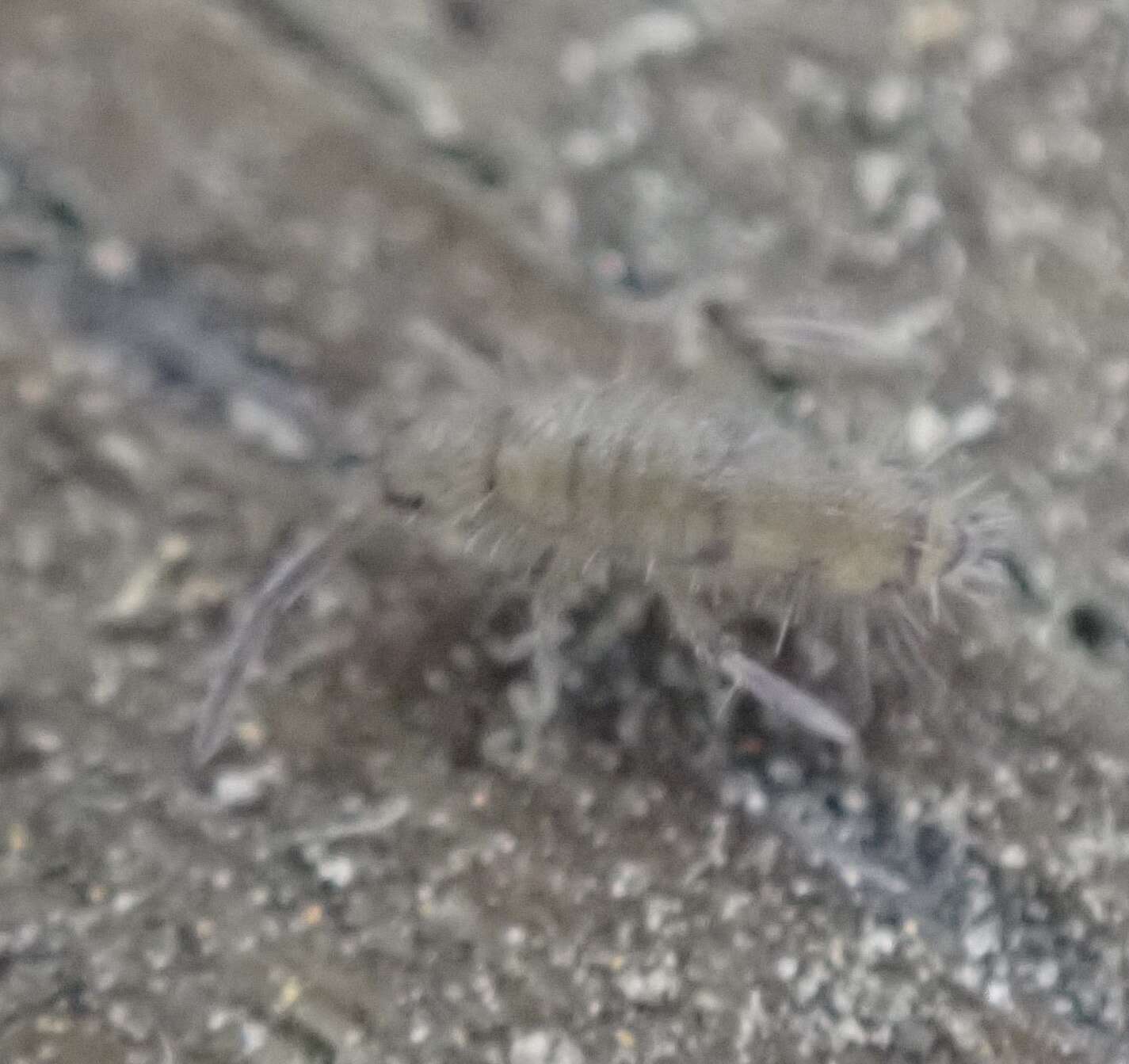 Image of Elongate-bodied Springtail