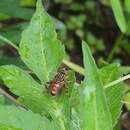 Image of Eristalinus paria (Bigot 1880)