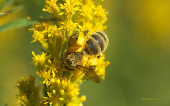 Image of Hairy-banded Andrena