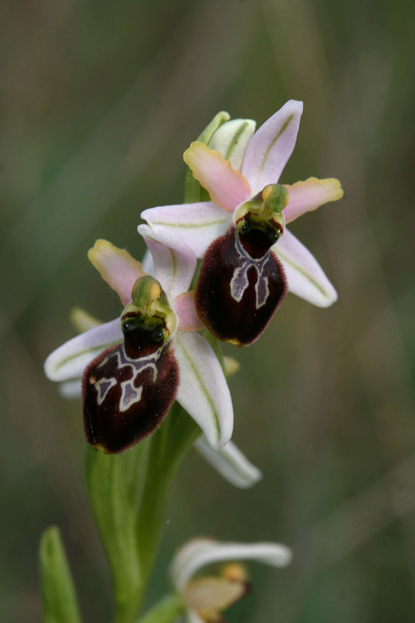 Image of Ophrys arachnitiformis Gren. & Philippe