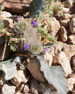 Acanthopsis disperma Harv. resmi