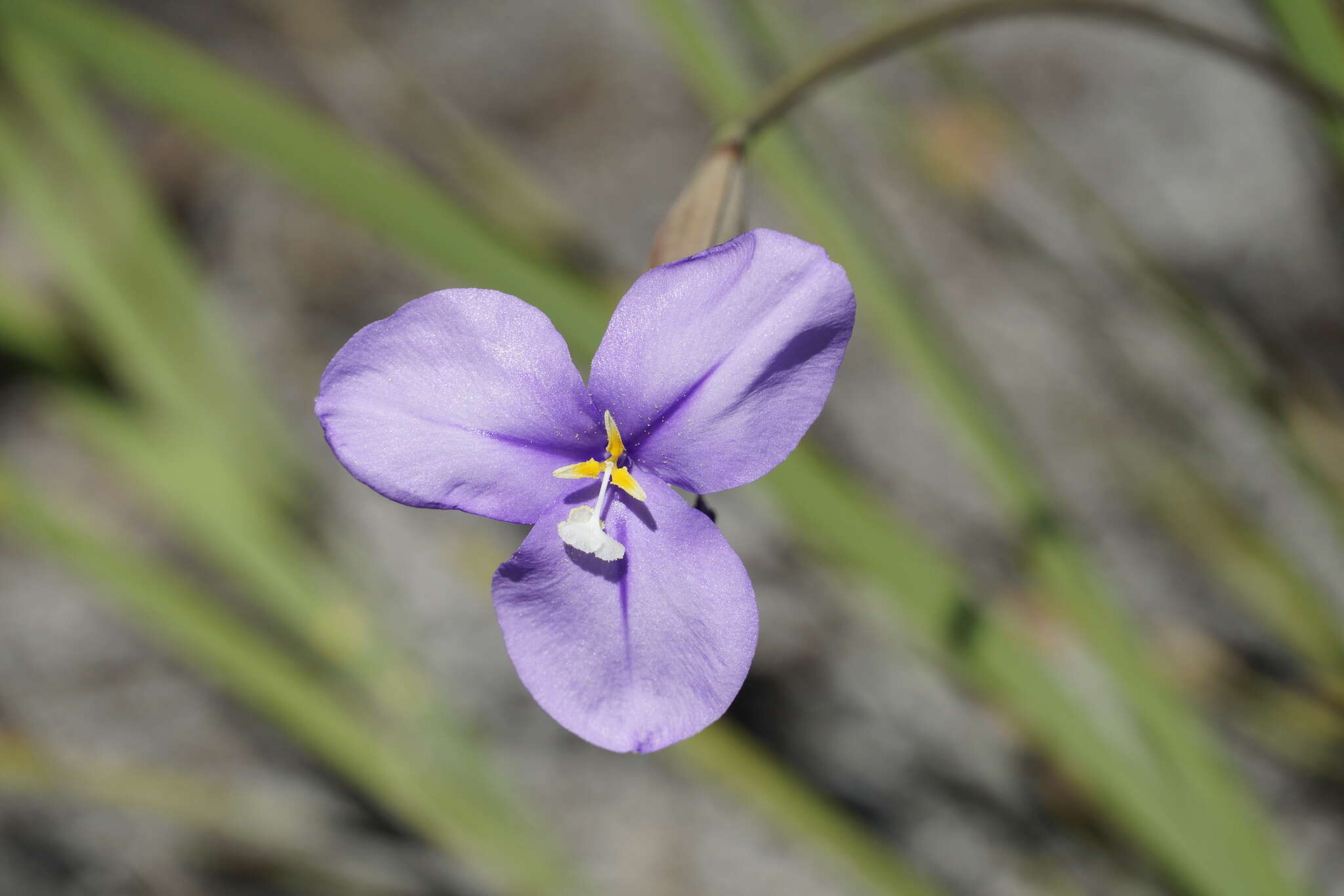 Image of Purple Flag