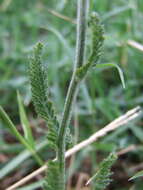 Achillea coarctata Poir.的圖片