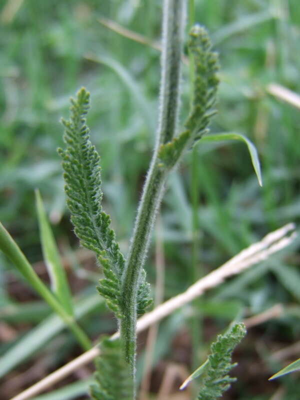 Achillea coarctata Poir.的圖片