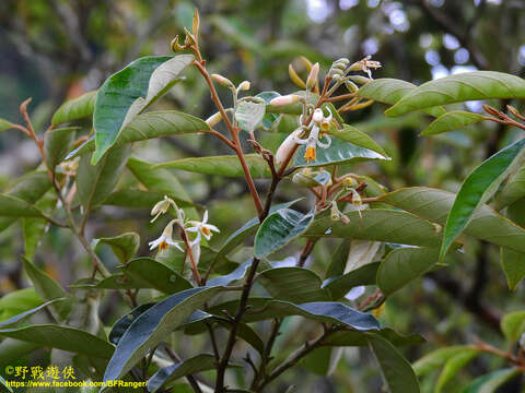 Plancia ëd Styrax suberifolius Hook. & Arn.