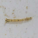 Image of Paranthura elegans Menzies 1951