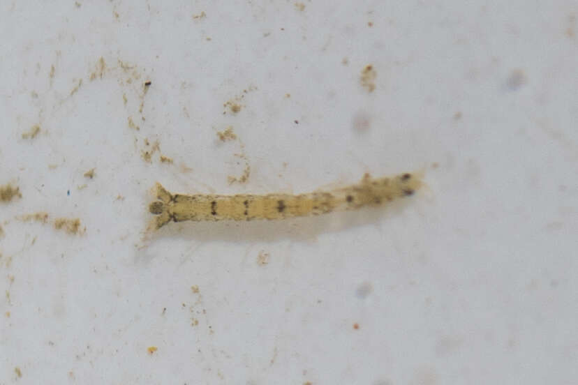 Image de Paranthura elegans Menzies 1951
