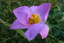 Image of Tulipa saxatilis Sieber ex Spreng.