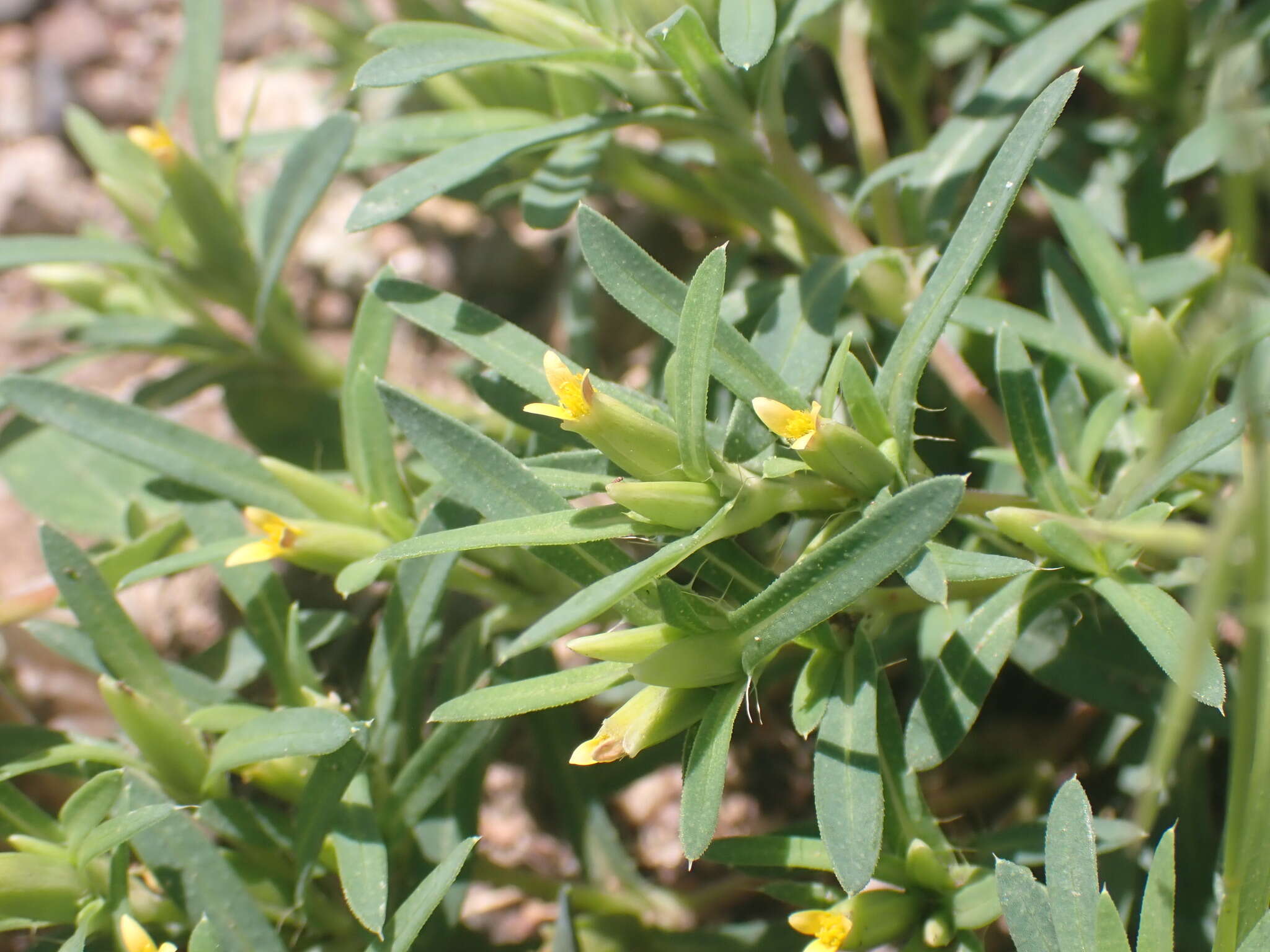 Image of Sonoran chinchweed