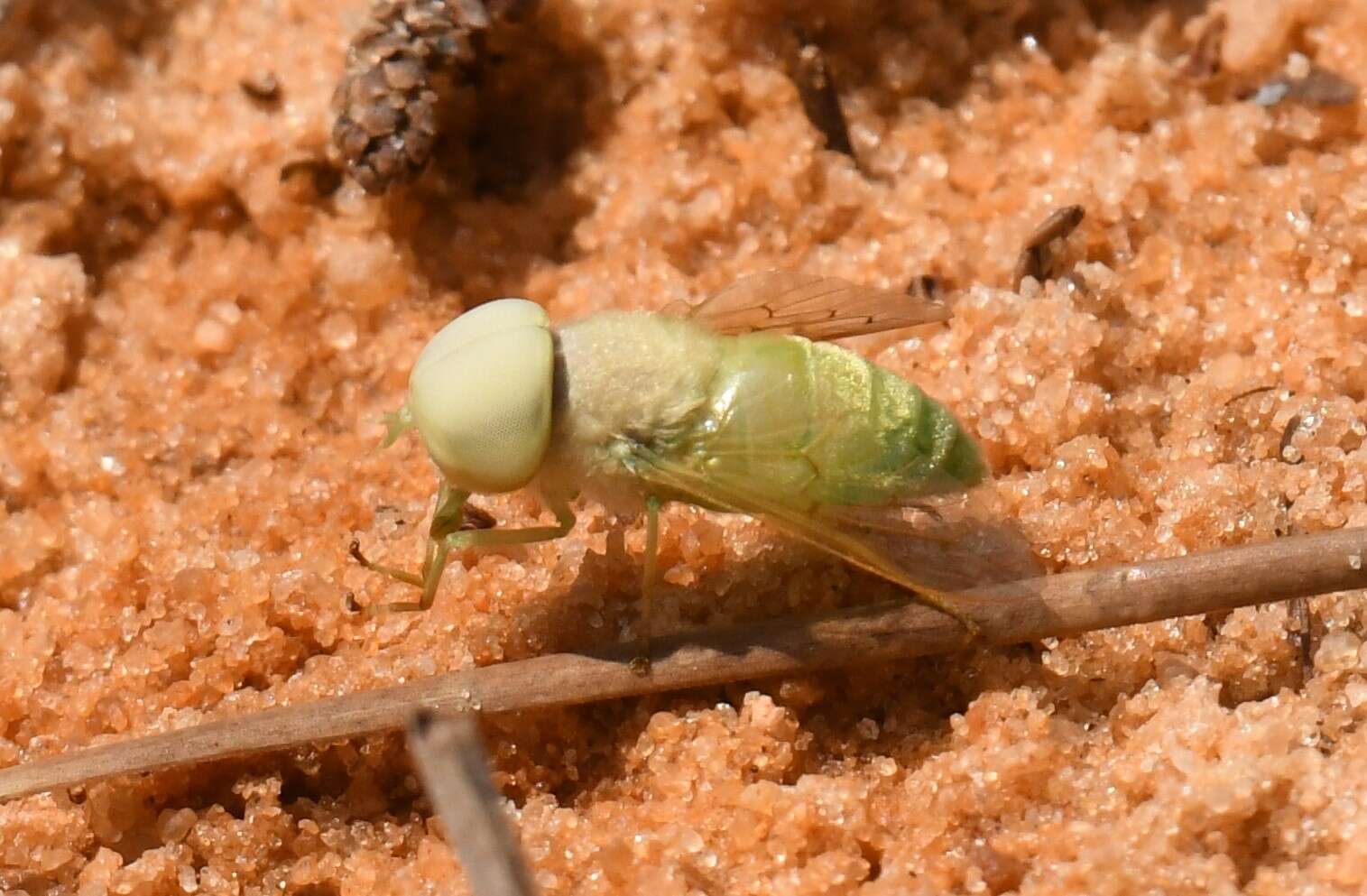 Plancia ëd Chlorotabanus crepuscularis Bequaert 1926