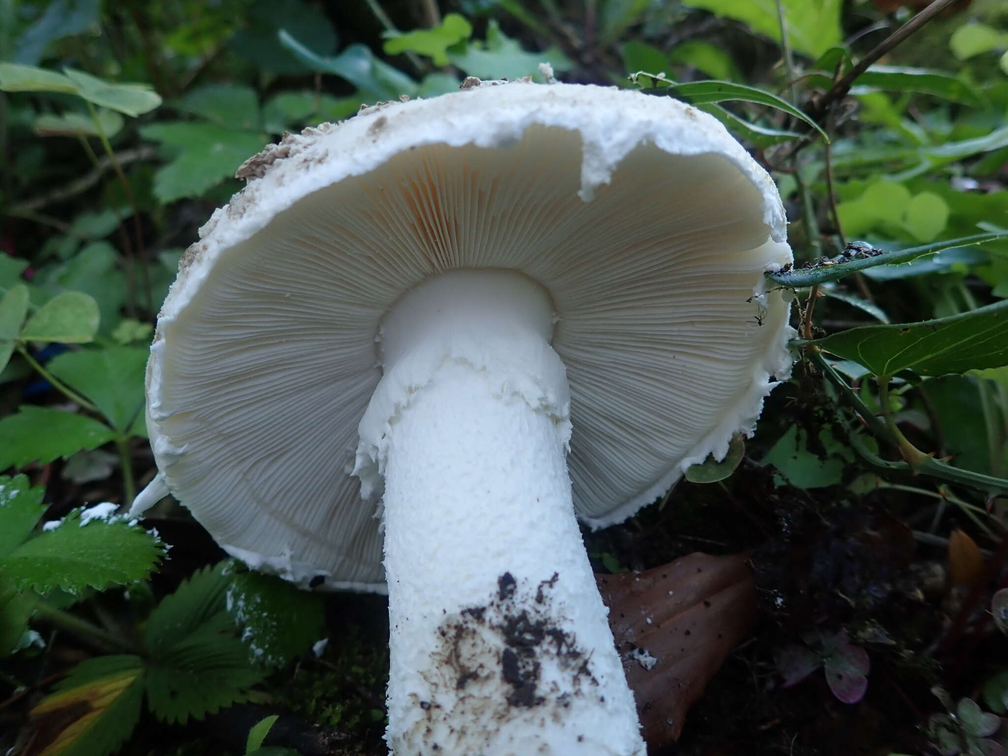 Image of Amanita strobiliformis (Paulet ex Vittad.) Bertill. 1866