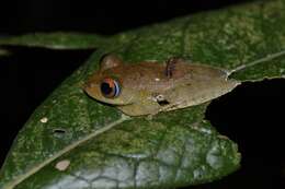 Image of Boophis quasiboehmei Vences, Köhler, Crottini & Glaw 2010