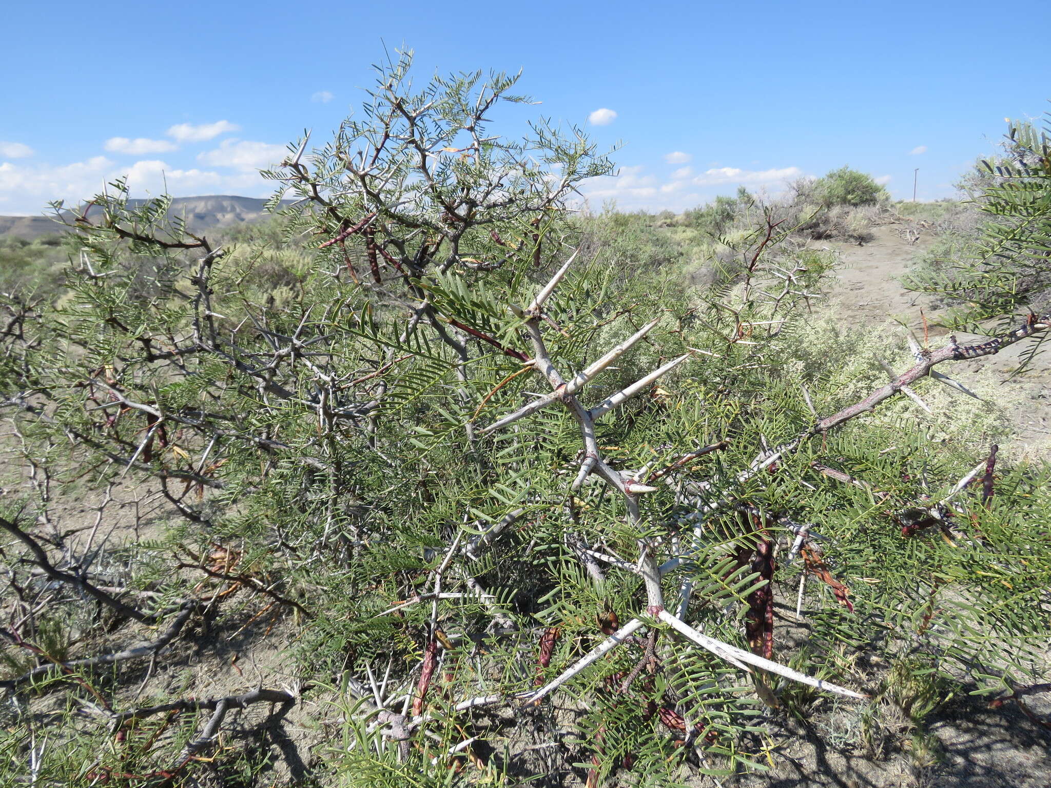 صورة Prosopis alpataco Phil.