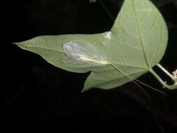 Image of Apochrysa matsumurae Okamoto 1912