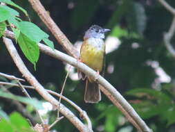 Image of Yellow-bellied Bulbul