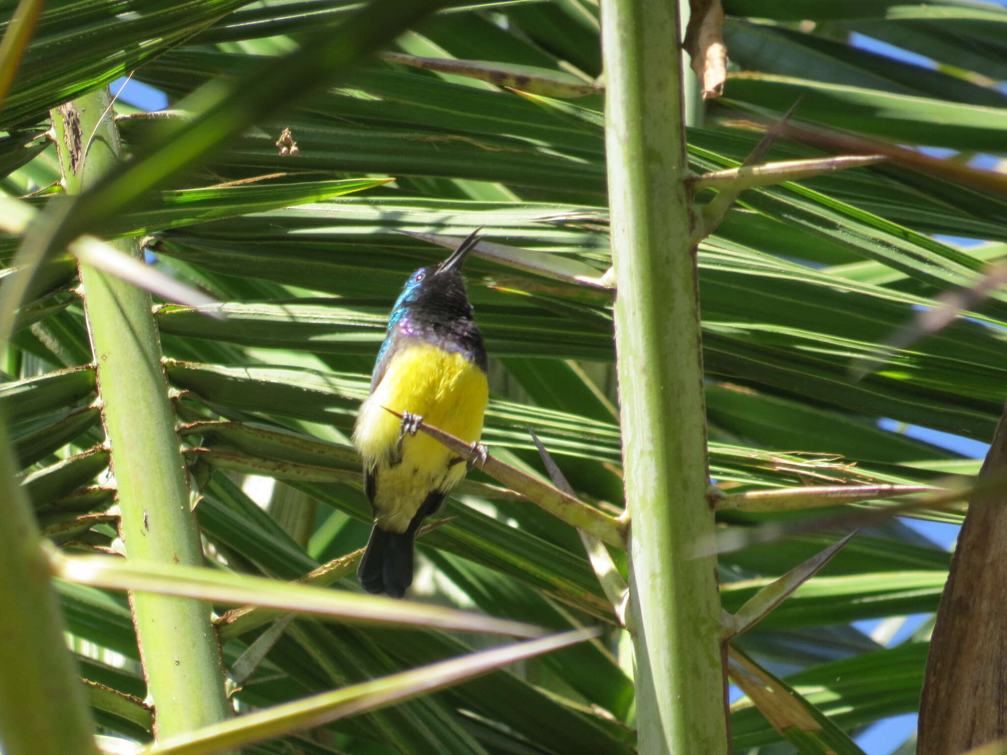 Cinnyris venustus (Shaw 1799) resmi