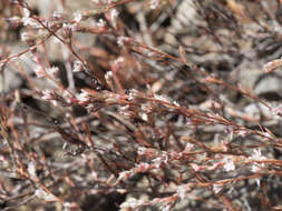 Polygonum bolanderi Brew. ex A. Gray resmi