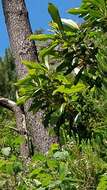 Image of Clethra arborea Aiton