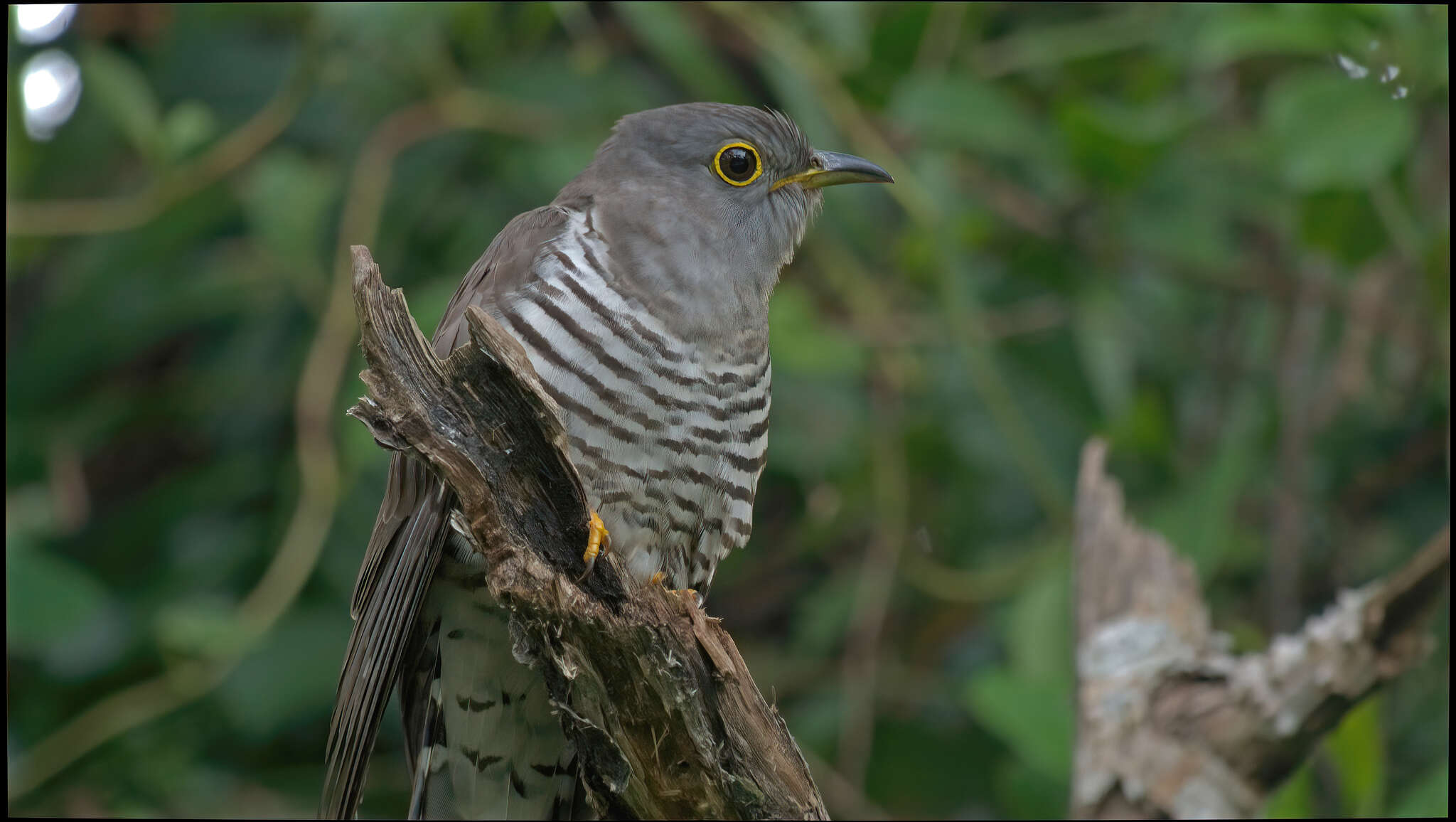 Image of Indian Cuckoo