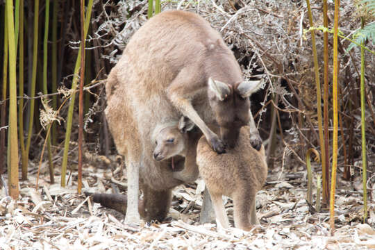 Image of Kangaroo Island Western Grey Kangaroo