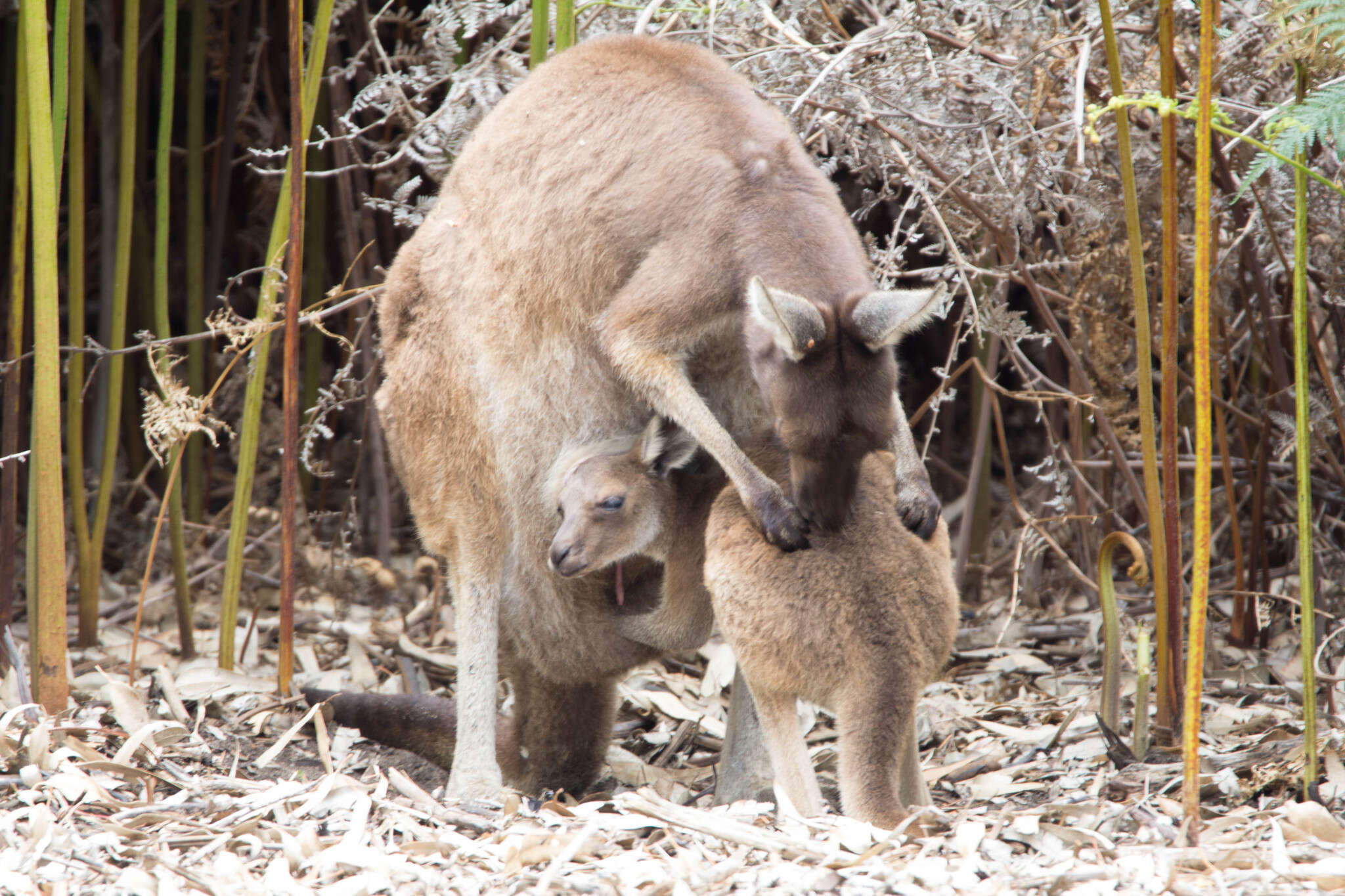 Macropus fuliginosus (Desmarest 1817) resmi