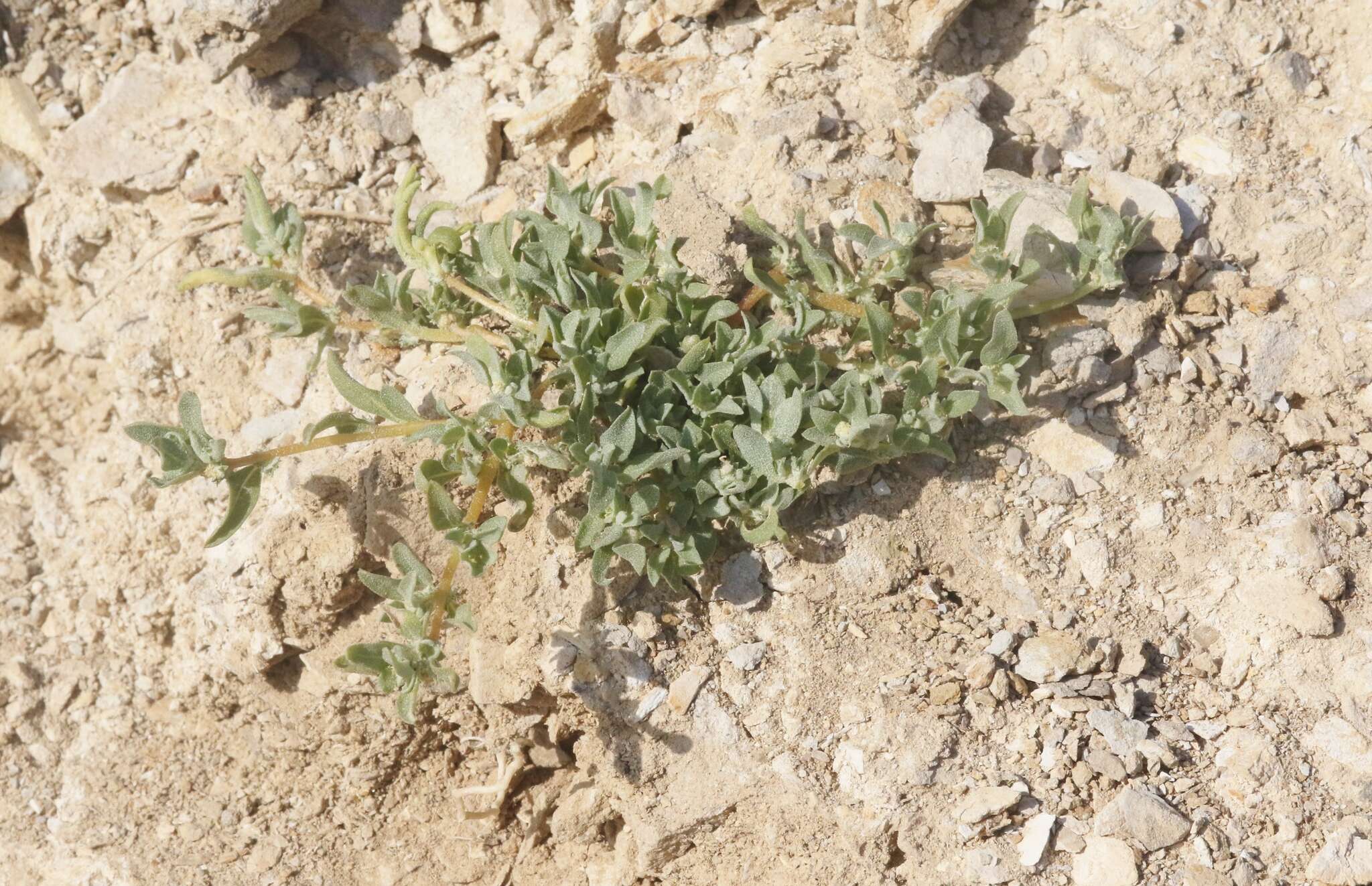 Imagem de Atriplex serenana var. davidsonii (Standl.) Munz