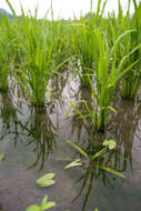 Image of Sagittaria guayanensis subsp. lappula (D. Don) Bogin