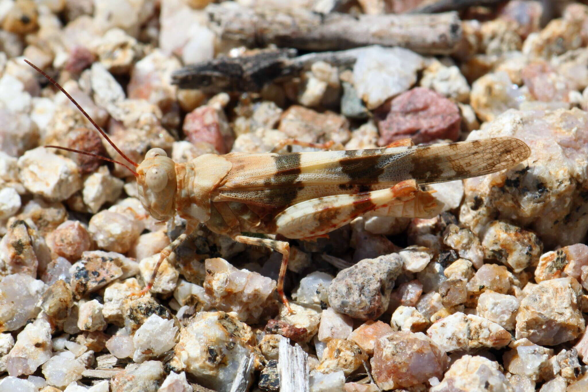 Trimerotropis californica Bruner & L. 1889 resmi