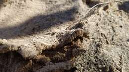 Image of Bi-colored Pyramid Ant