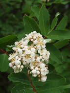 صورة Sorbus sitchensis var. grayi (Wenzig) C. L. Hitchc.