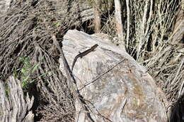 Image of South-western Cool-skink