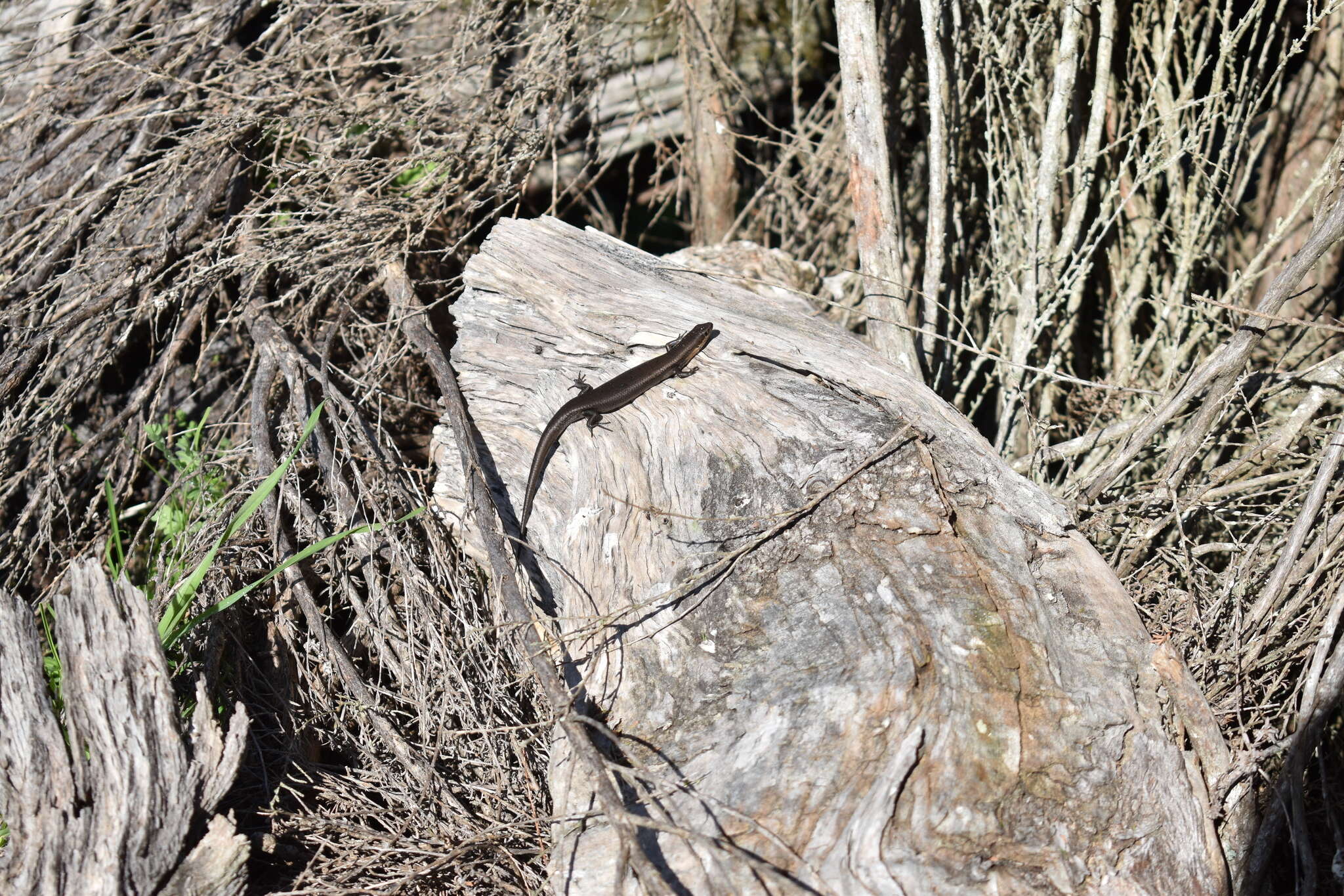 Image of South-western Cool-skink