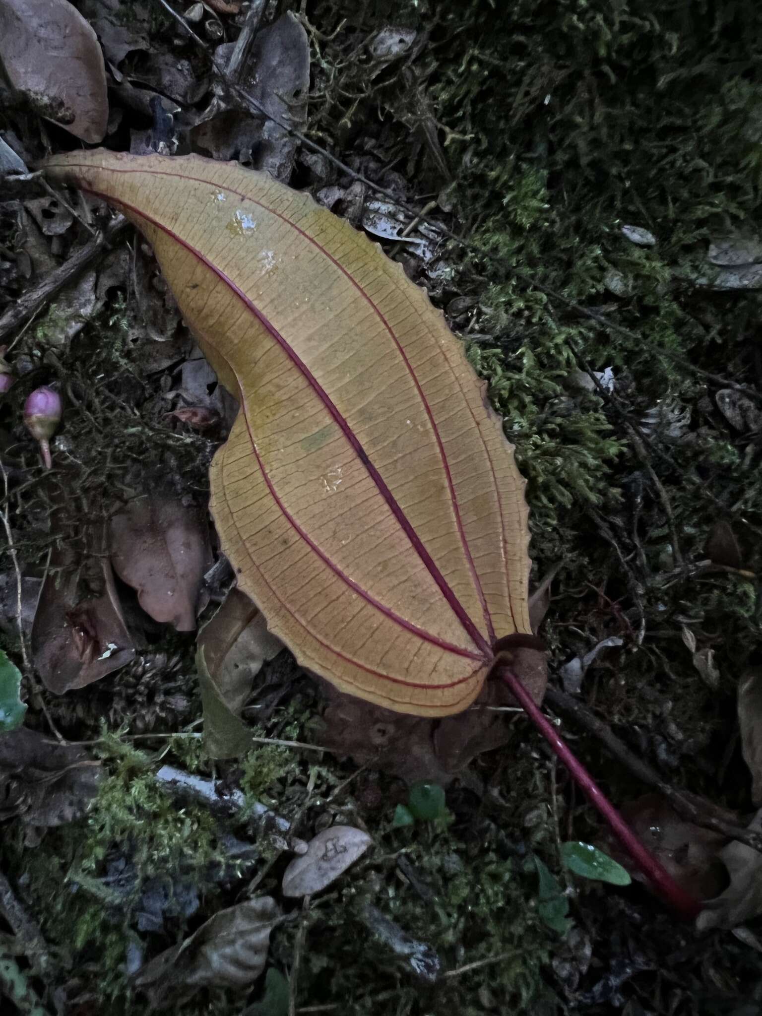 Image of Axinaea scutigera Triana