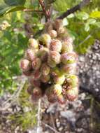 Rhus aromatica var. serotina (Greene) Rehd. resmi