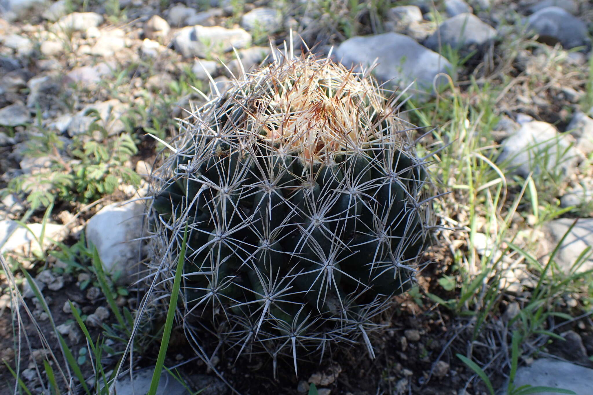 Image of pineapple cactus