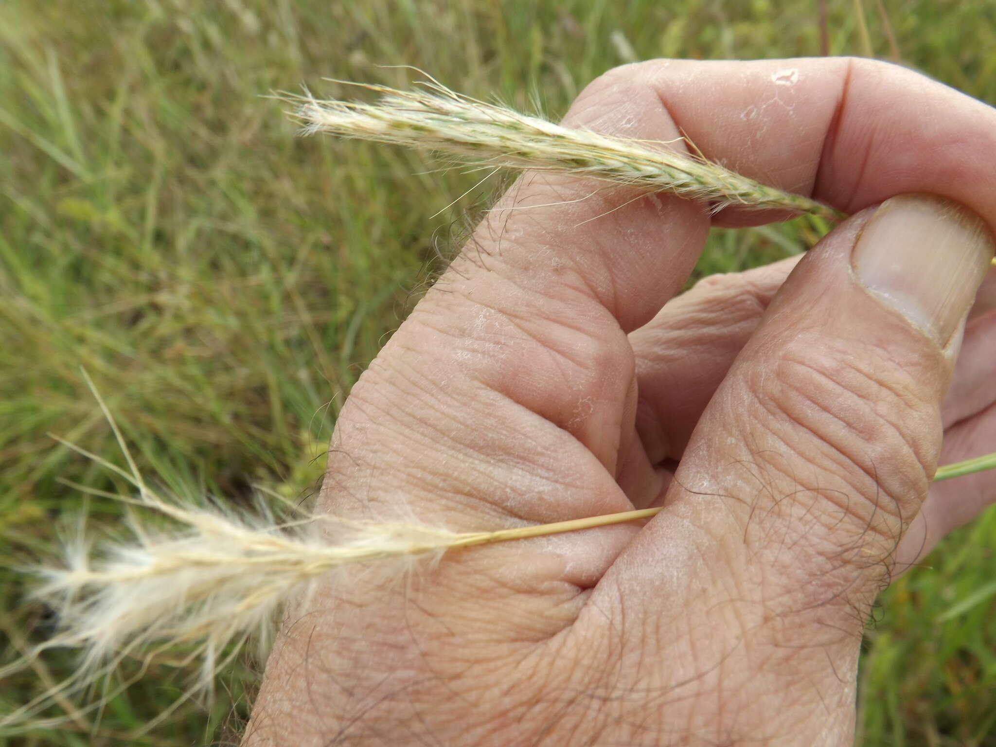 Image de Bothriochloa barbinodis (Lag.) Herter