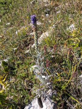 Image of spiked speedwell